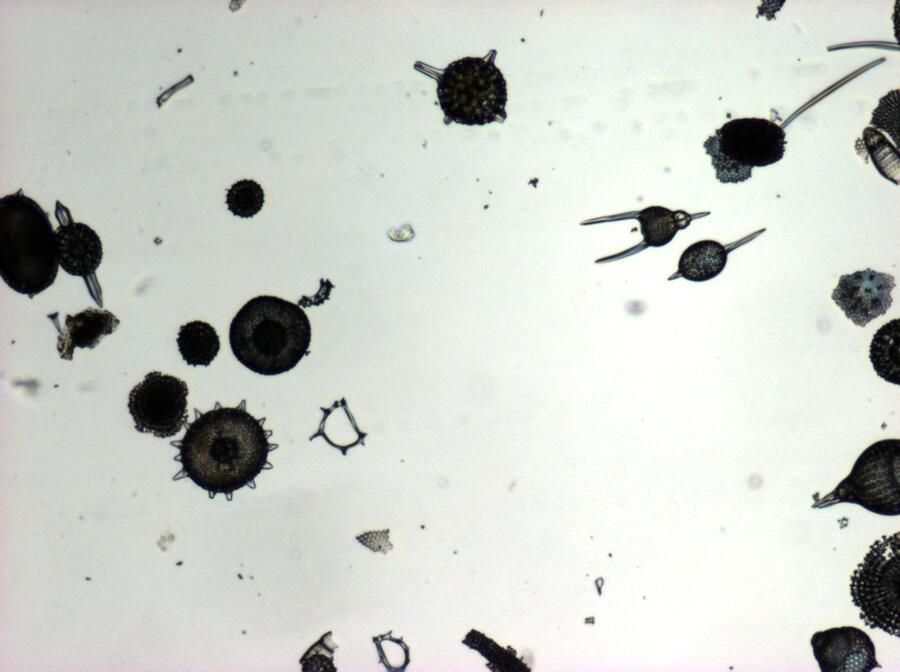 60_radiolaria_40x.jpg
