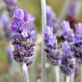 800px-single_lavendar_flower02.jpg