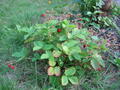 800px-whole_wild_strawberry_plant_uk_2006.jpg