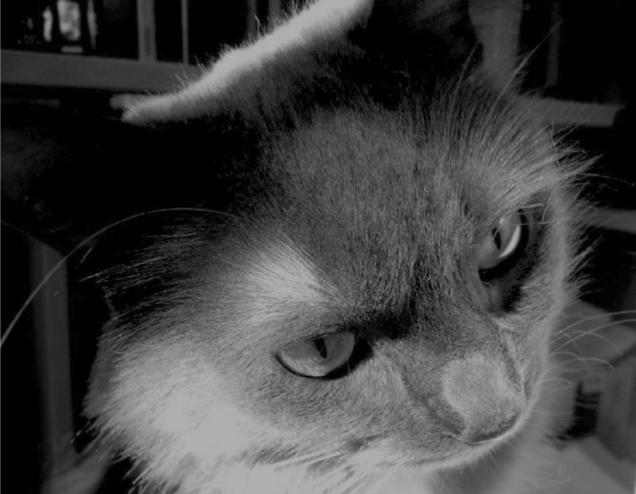 zoe-animal-faith.png