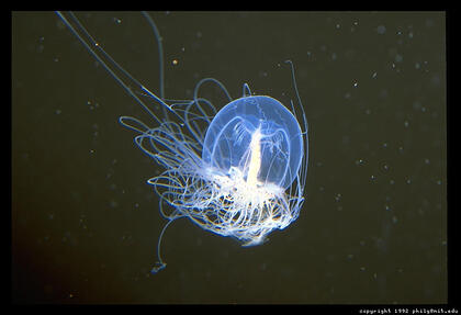 monterey-aquarium-jellyfish-29.3.jpg