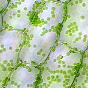 www.luc.edu_depts_biology_111_organisms.jpg